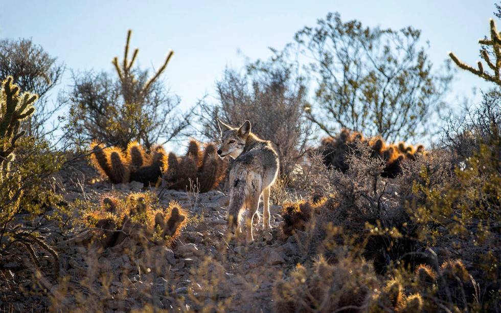 A coyote blends into the desert landscape. (L.E. Baskow/Las Vegas Review-Journal)