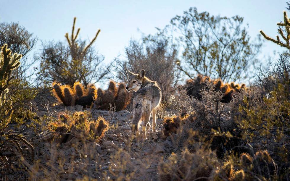 Coyote menyatu dengan lanskap gurun.  (LE Baskow/Las Vegas Review-Journal)