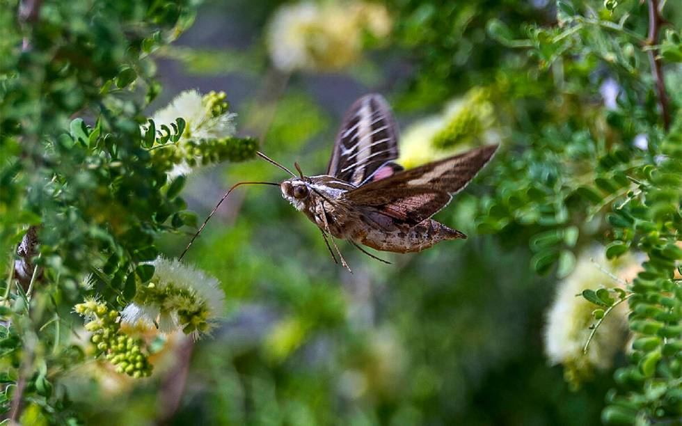 A sphinx moth feeds on nectar. (L.E. Baskow/Las Vegas Review-Journal)