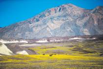 Wildflowers are shown along California State Route 190 in Death Valley National Park, Calif. on ...