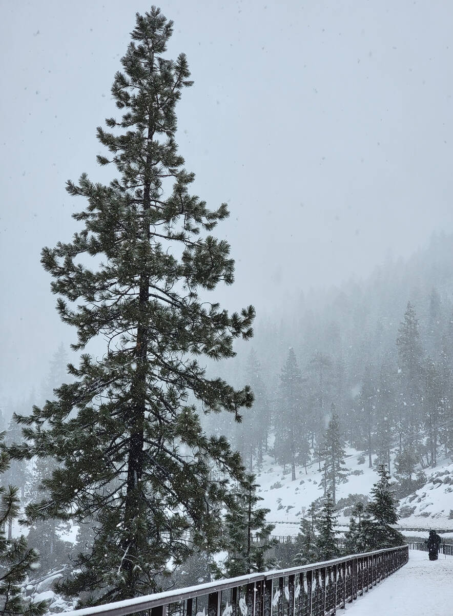 Donning snowshoes and winter boots, visitors take to the 2 1/2-mile Tahoe East Shore Trail on w ...