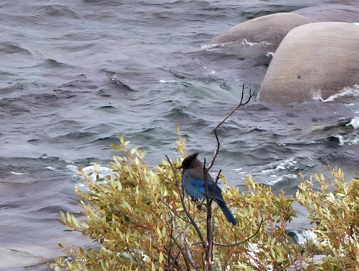 A Steller's jay braves the breezes of a snowy winter day along the Tahoe East Shore Trail. (Nat ...