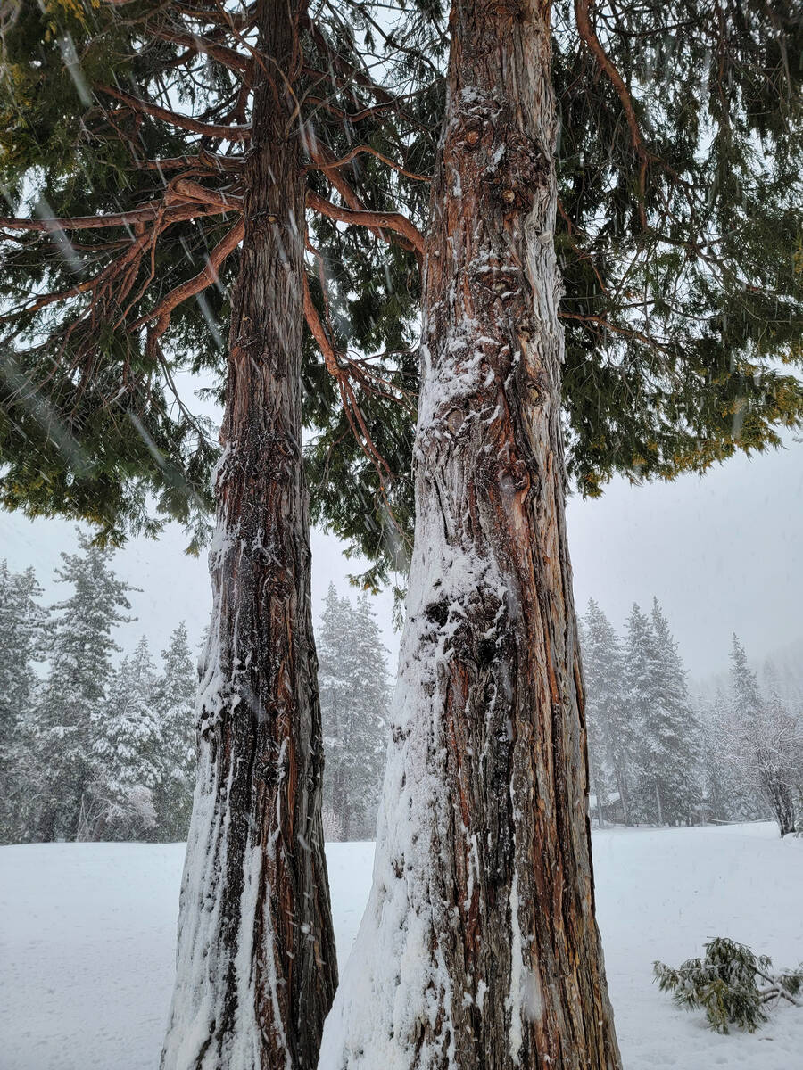 Snow falling on stately trees at Incline Village's public golf course, which is open in winter ...