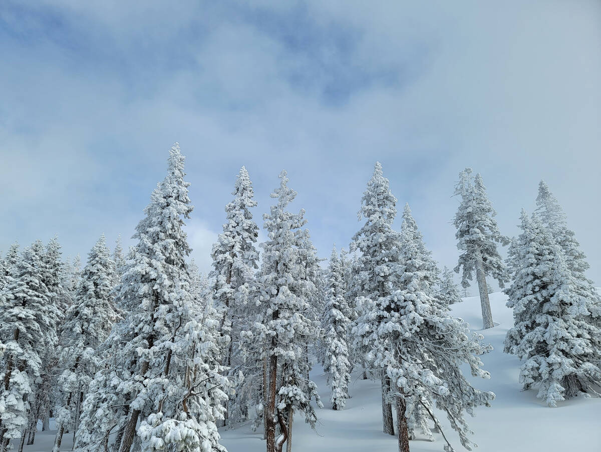 Snow-covered evergreens in mid-January along Nevada's scenic Mount Rose Highway, which connects ...