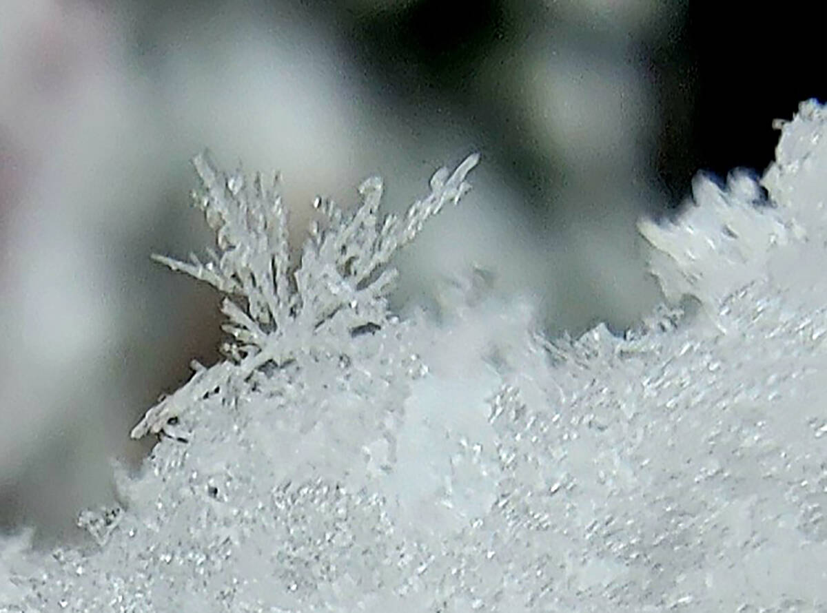 A close-up of snowflakes from mid-January storms in Incline Village. (Natalie Burt/ Special to ...