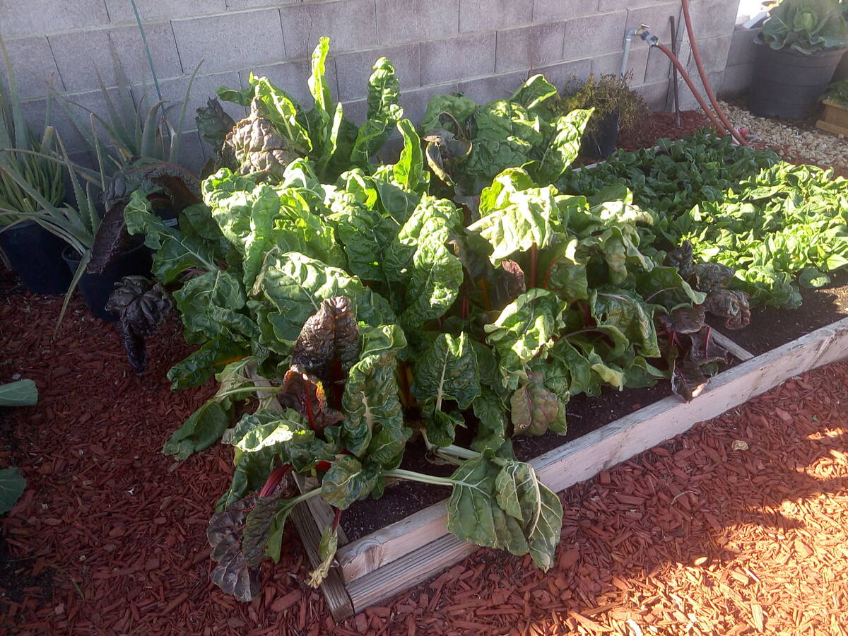 Raised beds for vegetables can be made from wood or cement block. The woods that are naturally ...