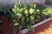 Raised beds for vegetables can be made from wood or cement block. The woods that are naturally ...