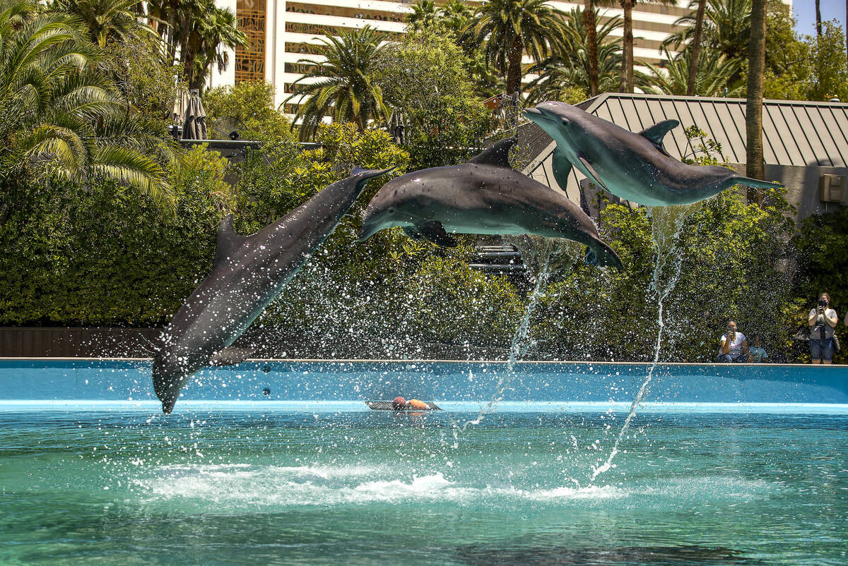 You Can Do Yoga Next to Dolphins at This Hotel in Las Vegas