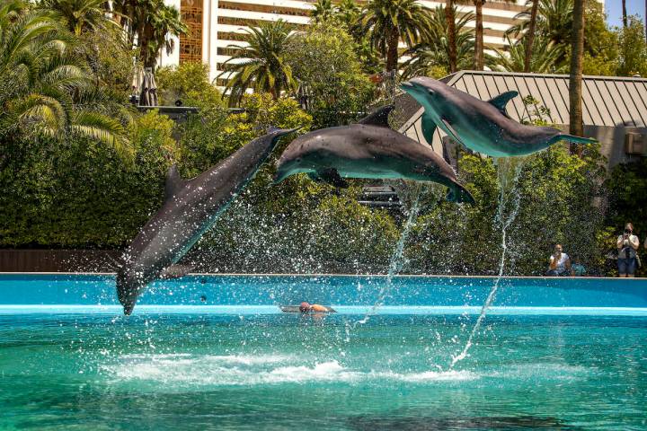 Dolphins leap through the air at the Siegfried & Roy's Secret Garden and Dolphin Habitat within ...