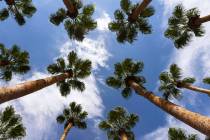 A high near 61 is expected for central Las Vegas on Saturday, Feb. 18, 2023, according to the N ...