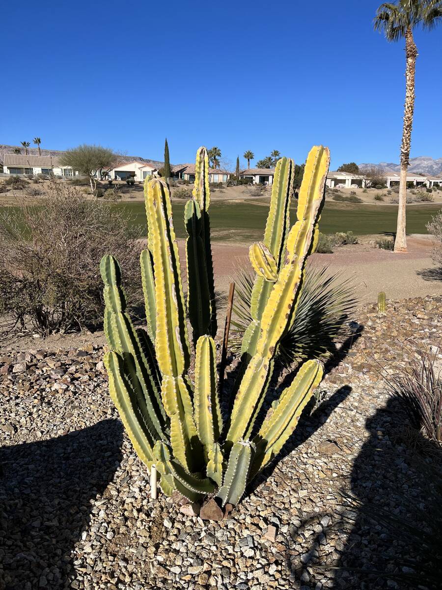 This San Pedro cactus is yellowing perhaps due to watering too often or high light intensity. C ...