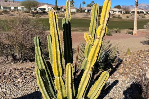 This San Pedro cactus is yellowing perhaps due to watering too often or high light intensity. C ...