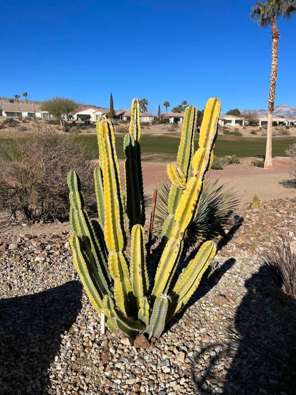 This San Pedro cactus is yellowing perhaps due to watering too often or high light intensity. C ...