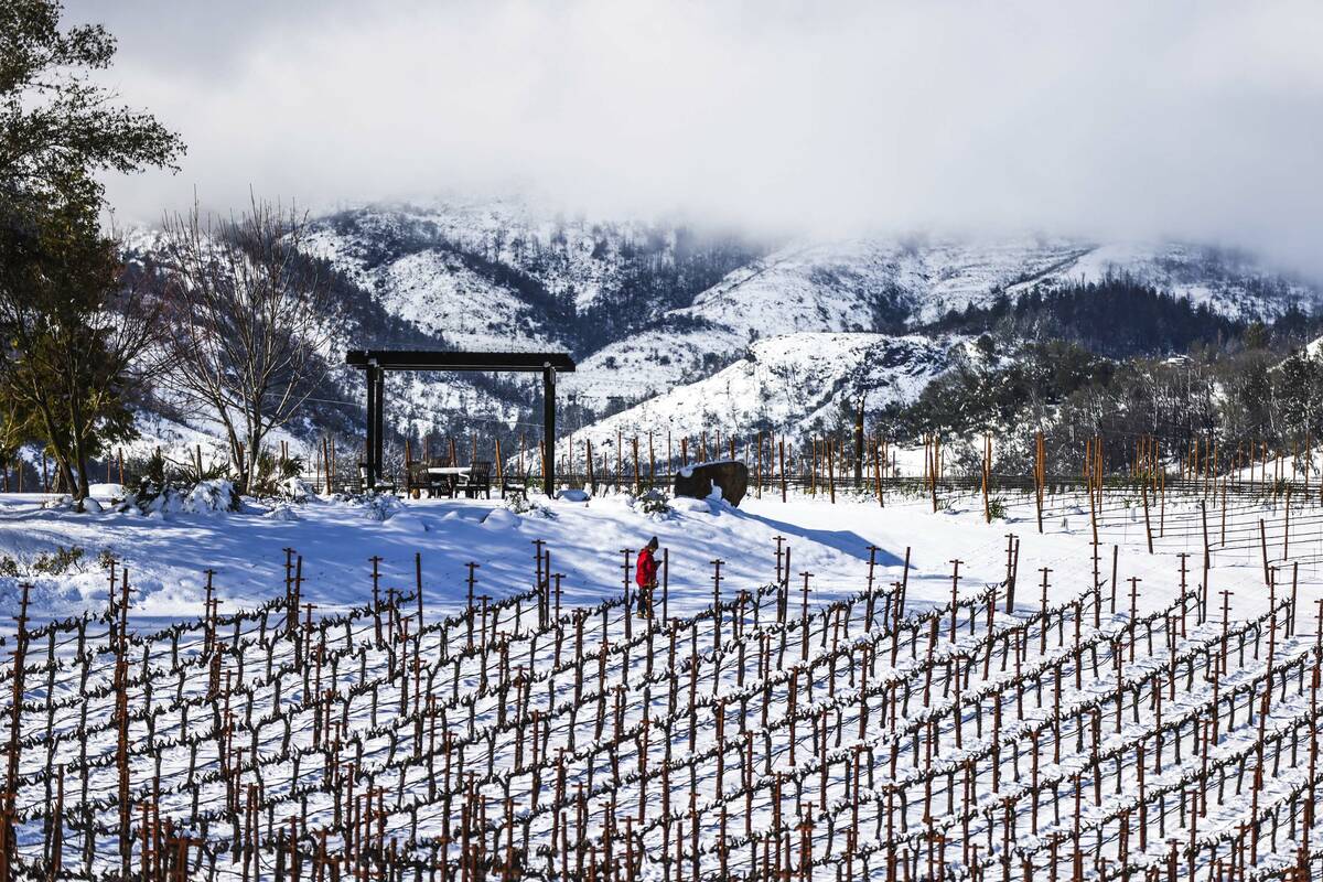 Snowy vineyards are viewed at Heiser Vineyard in Angwin, Calif., Friday, Feb. 24, 2023. (Gabrie ...
