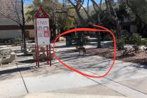 A coyote was spotted near the William S. Boyd School of Law at UNLV on Monday, Feb. 27, 2023. ( ...