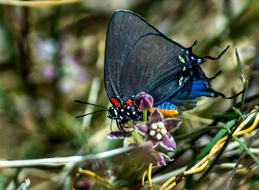 Seekor kupu-kupu Hairstreak Ungu Besar mengumpulkan nektar di sepanjang Christmas Tree Pass Road.  (LE Basko...