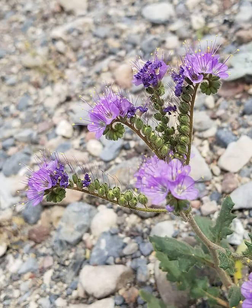 Death Valley's spring blooms typically include scorpion weed, one of the many phacelia flowers ...