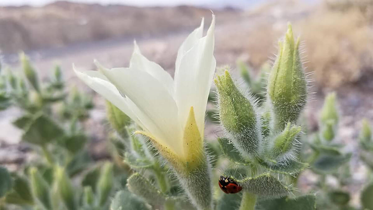 Rock nettles have stinging hairs that deter most Death Valley herbivores and should be viewed b ...