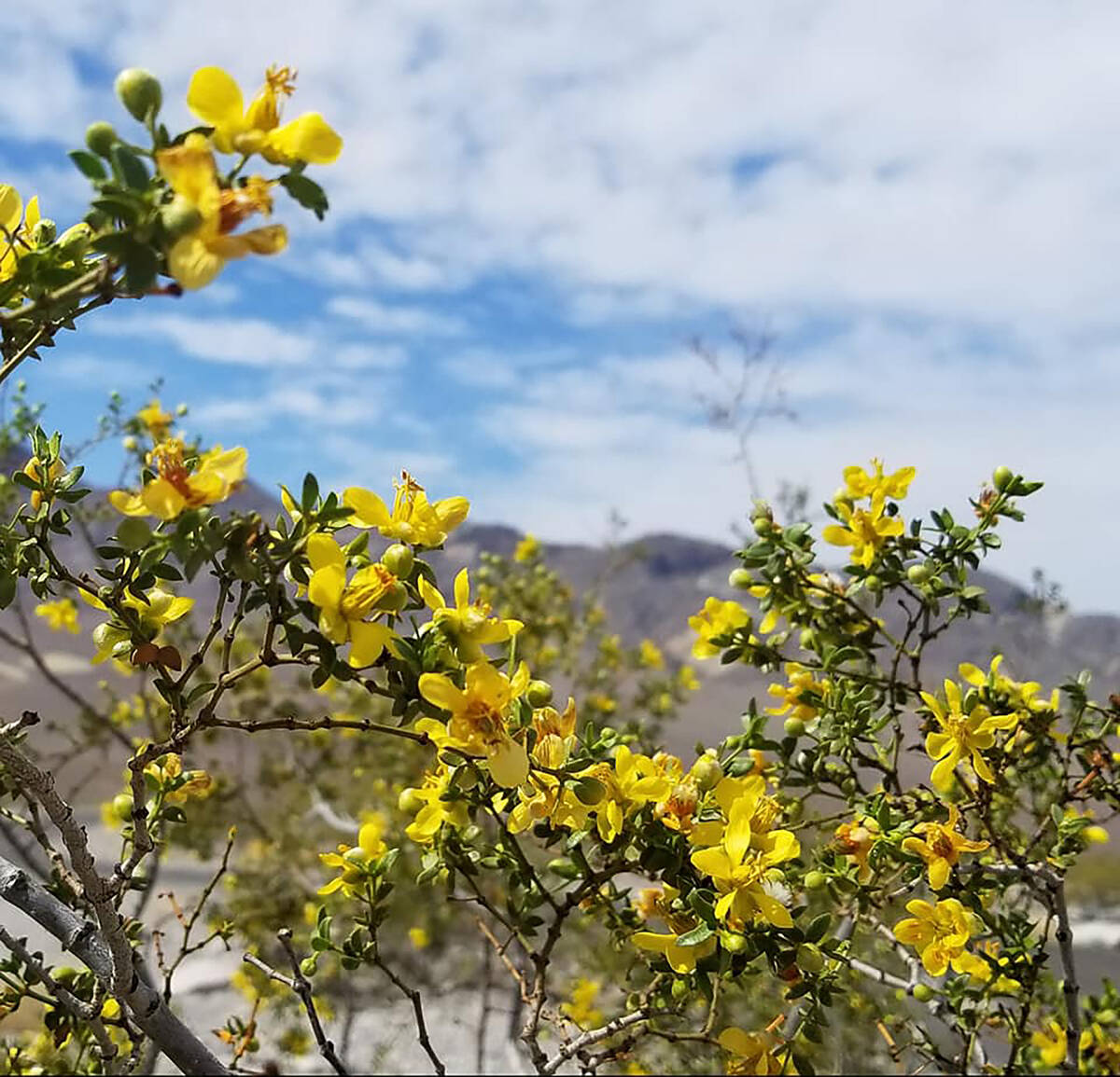Creosote bush in bloom at Death Valley National Park. (Natalie Burt/Special to the Las Vegas Re ...