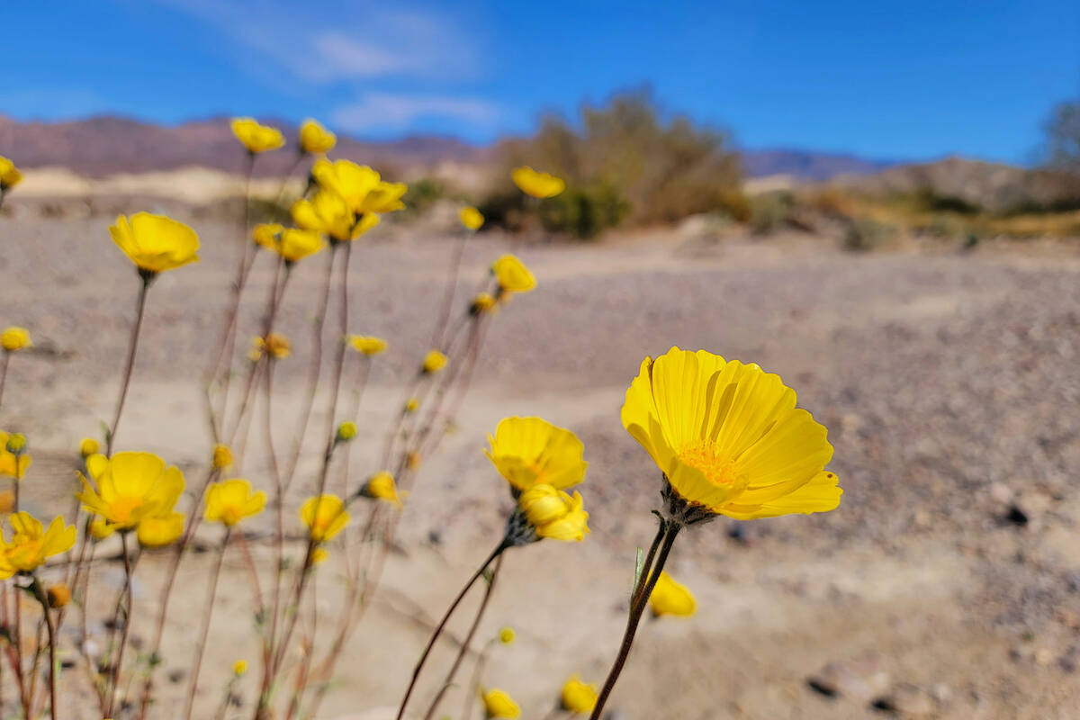 Death Valley sepadan dengan perjalanan 2 jam dari Las Vegas, bahkan tanpa bunga super – FOTO