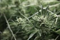 Marijuana plants in the flowering grow room of the Redwood Cultivation facility in Las Vegas on ...