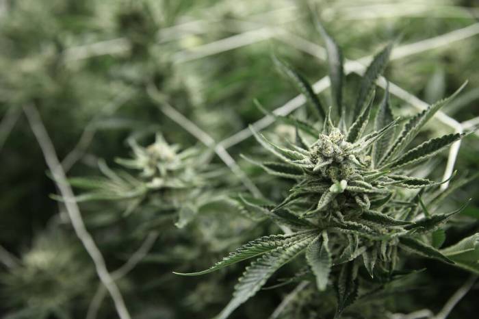 Las Vegas OKs marijuana consumption lounge regulations