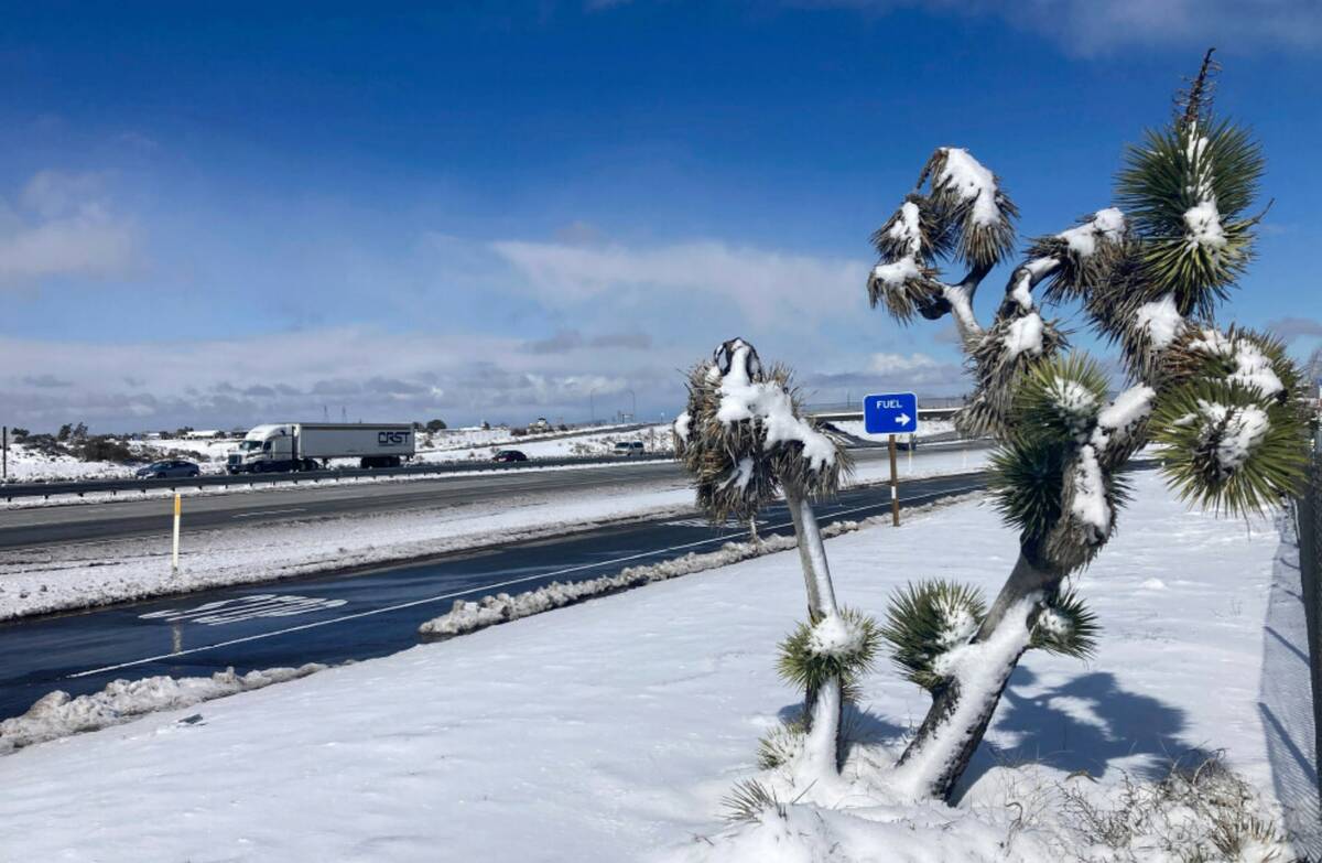 A Joshua tree is covered in snow near the Cajon Pass in Oak Hills, Calif., on Wednesday, March ...