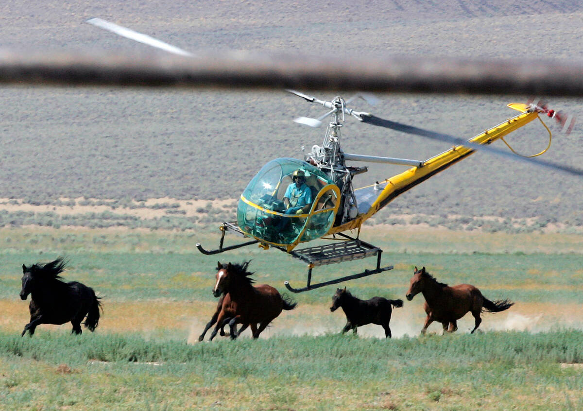 FILE - A livestock helicopter pilot rounds up wild horses from the Fox & Lake Herd Manageme ...