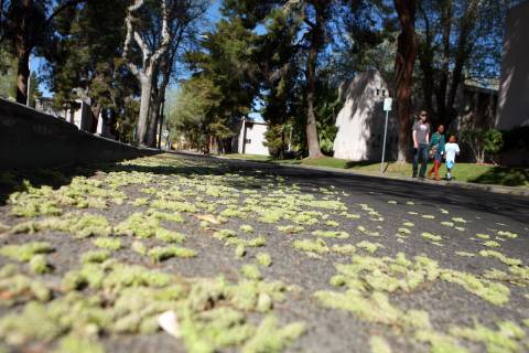 Mulberry tree pollen litters East Dumont Boulevard near Maryland Parkway. According to experts, ...