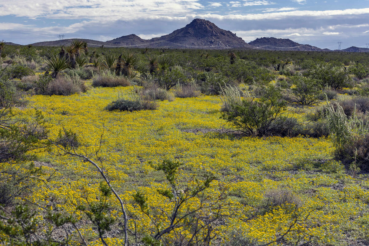 The desert is carpeted with yellow flowers along Grandpa's Road in a superbloom created from mo ...