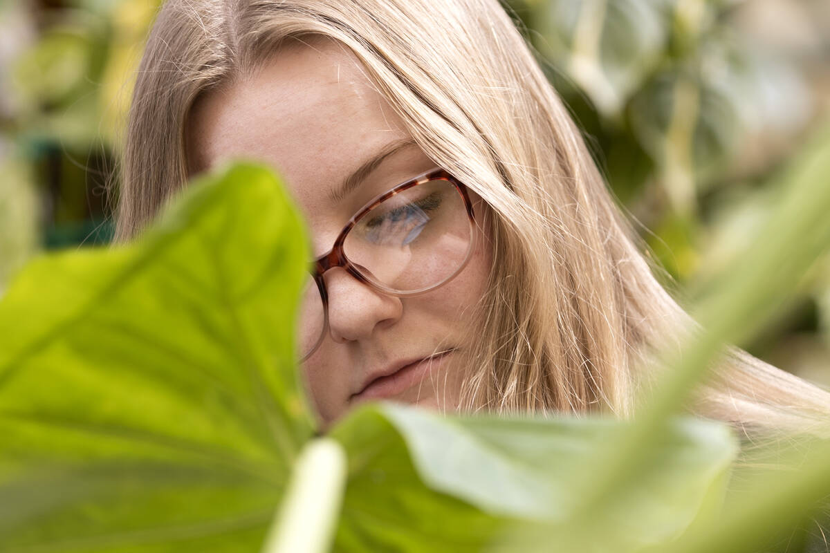 Bryanna Deter, an employee at Botany, wipes the leaves of an Alocasia calidora plant at the gre ...