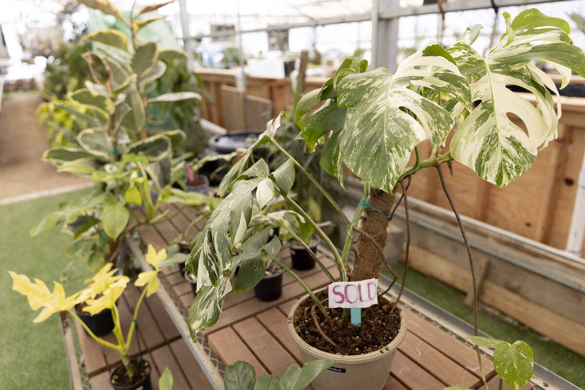 A monstera albo variegata plant is marked sold in the rare section at Botany, Las Vegas' larges ...
