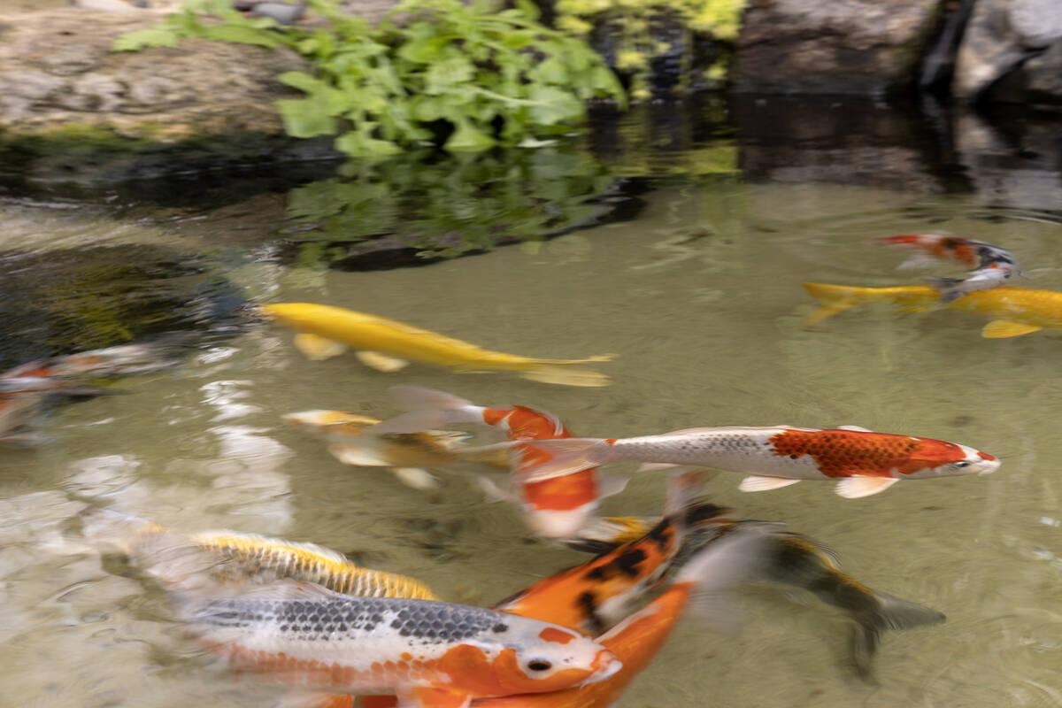 Koi swim in a pond at Botany, Las Vegas' largest greenhouse, on Friday, March 3, 2023. Owner He ...