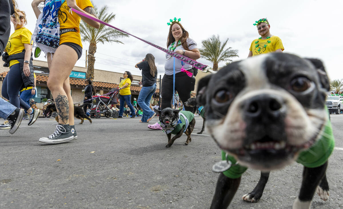 Dogs and participants with the PAWsitive Difference animal rescue march along the parade route ...