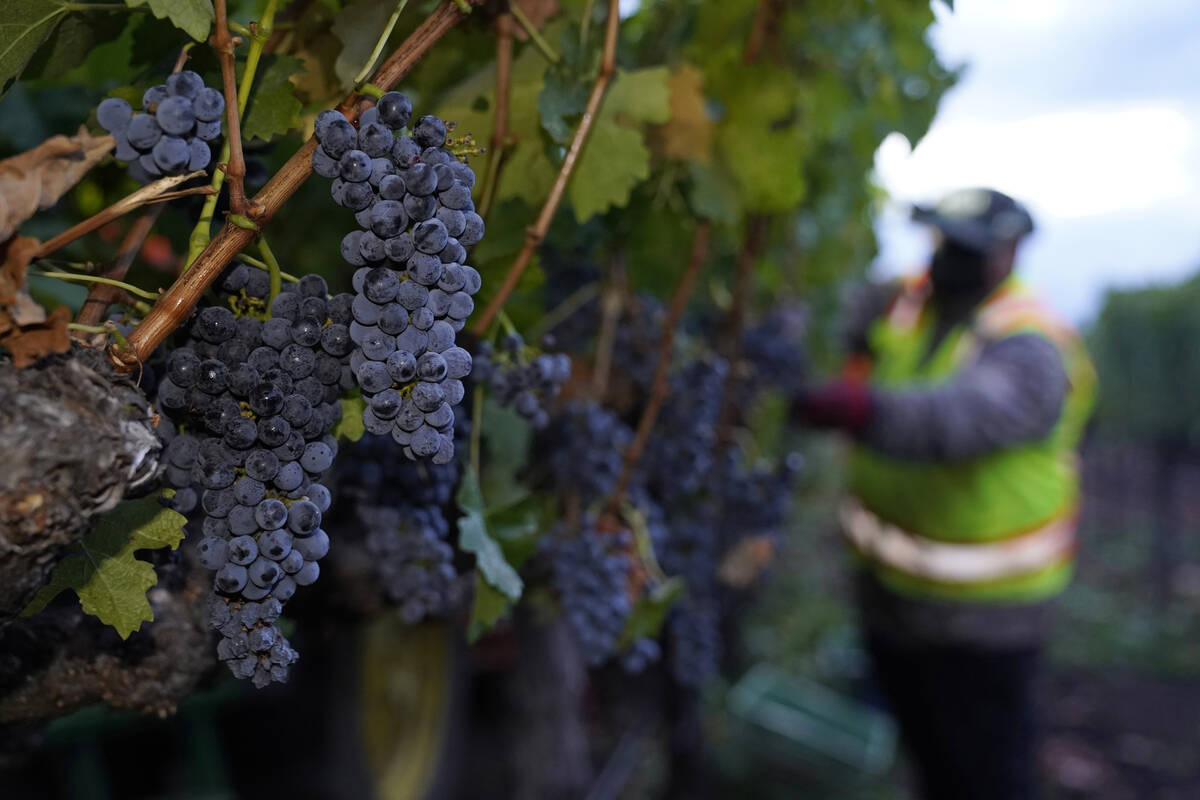 FILE - Cabernet Sauvignon grapes are seen on the vine before being picked during harvest at Ing ...