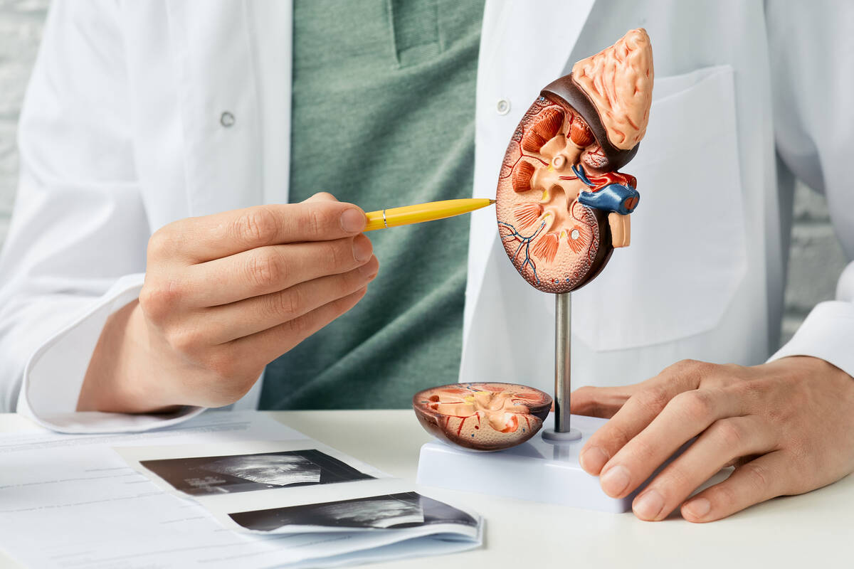 One of the important jobs of the kidneys is to clean the blood. (Getty Images)