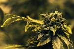 LETTER: Southern Nevadans paying the price for legalized pot