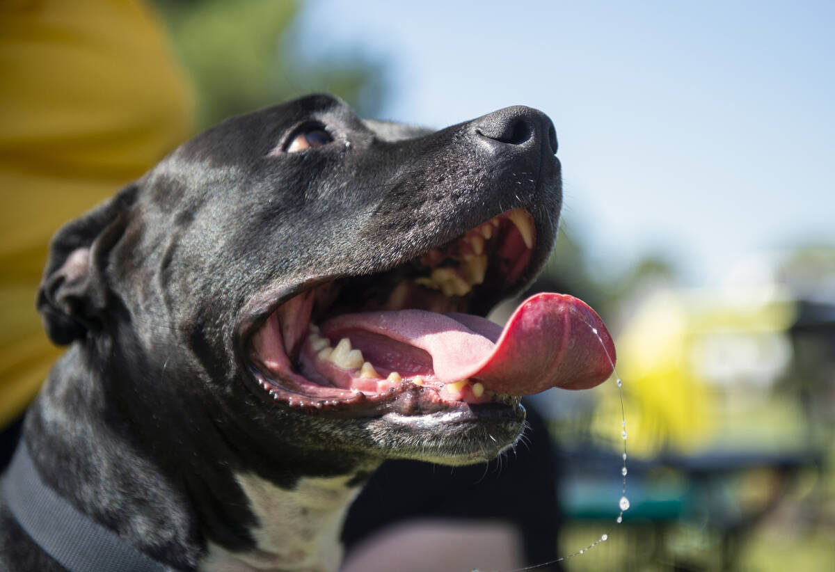 Stitches, a foster dog from PAWsitive Difference in Las Vegas, sits under the PAWsitive Differe ...