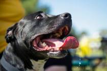 Stitches, a foster dog from PAWsitive Difference in Las Vegas, sits under the PAWsitive Differe ...
