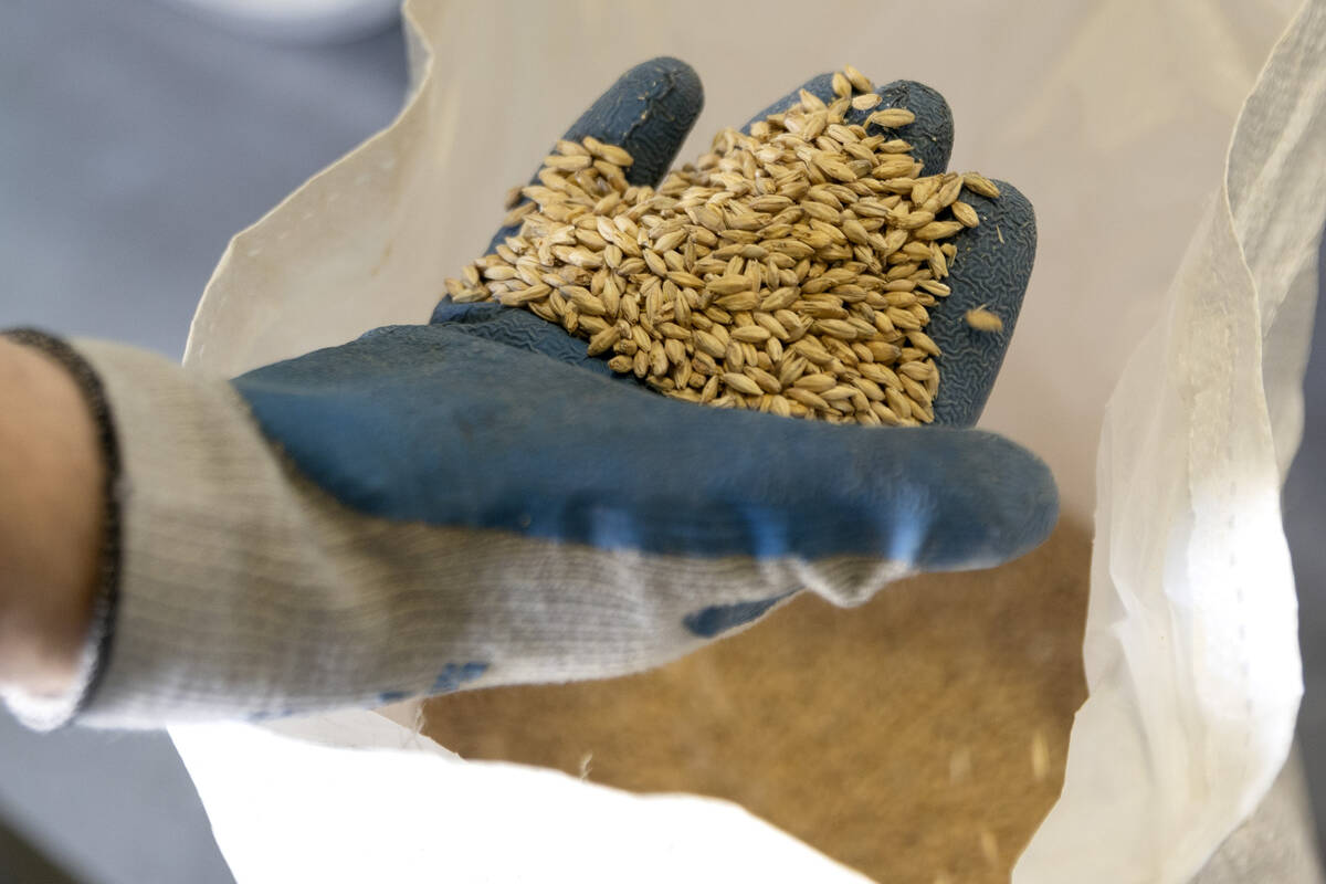 Head brewer Cameron Fisher shows grains used to brew beer at CraftHaus Brewery on Wednesday, Ma ...