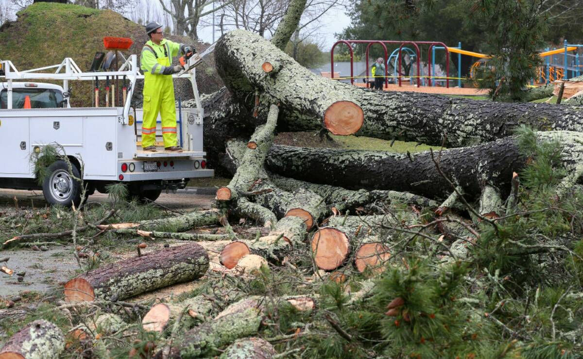Sebastopol Public Works personnel work on removing a fallen pine tree at Willard Libby Park, in ...