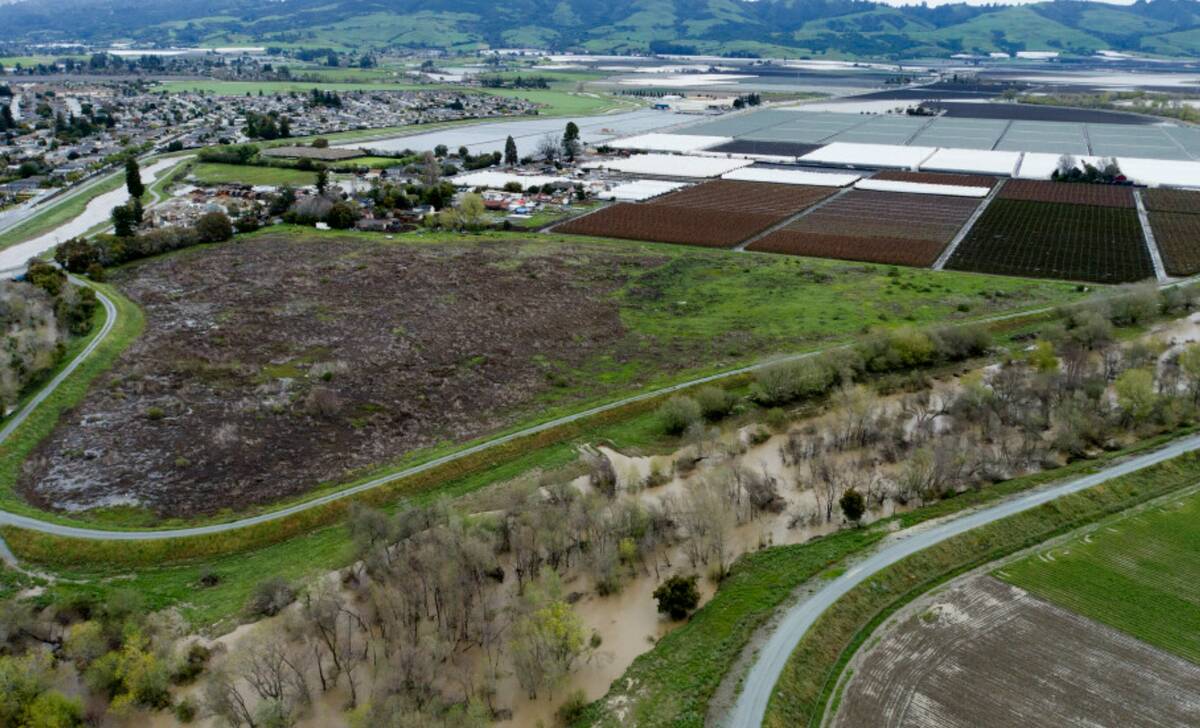Persediaan stroberi mungkin terbatas musim panas ini karena banjir di California