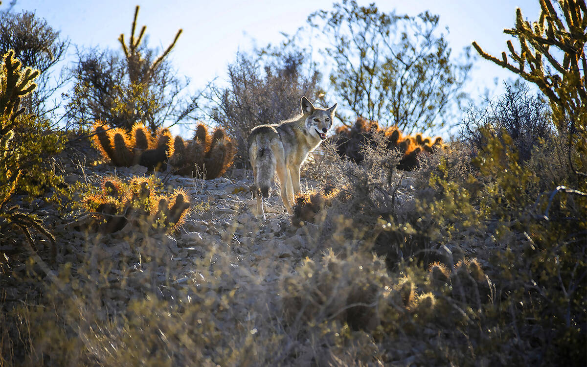 A coyote makes his way through the cactus and other ground plants within the Avi Kwa Ame propos ...