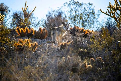 A coyote makes his way through the cactus and other ground plants within the Avi Kwa Ame propos ...