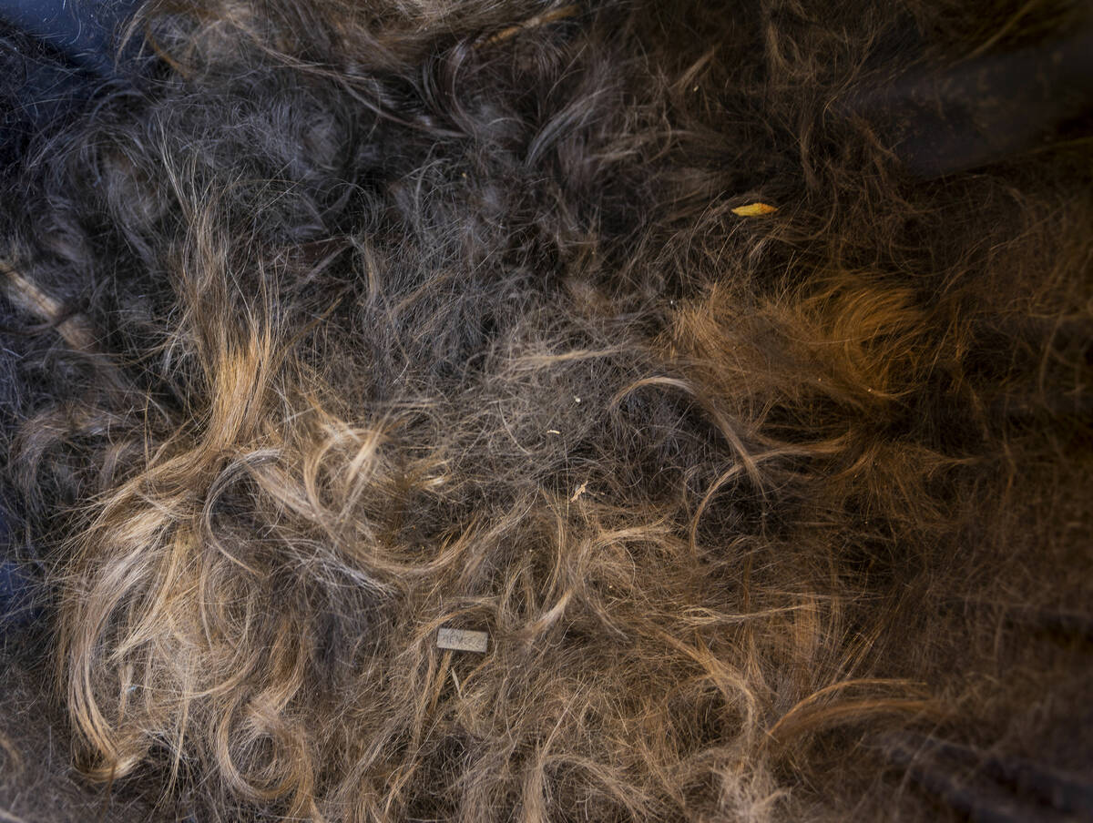 Some of the hair in a trash can shaved during the annual St. Baldrick's Foundation shaving even ...
