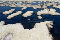 Olof Wood walks across reef-like structures called microbialites at the Great Salt Lake in 2022 ...