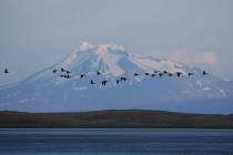 With Mount Dutton as the backdrop, brant geese fly at sunset in the Izembek National Wildlife R ...