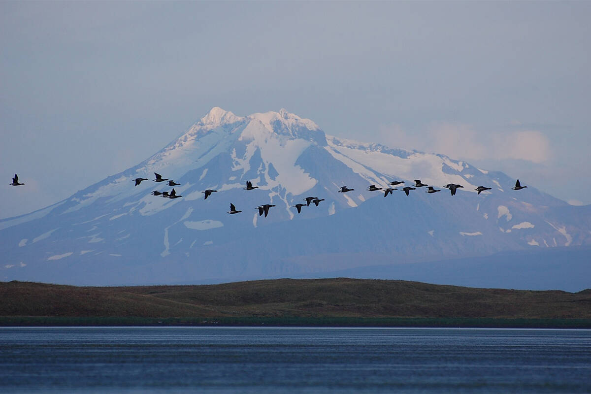 With Mount Dutton as the backdrop, brant geese fly at sunset in the Izembek National Wildlife R ...
