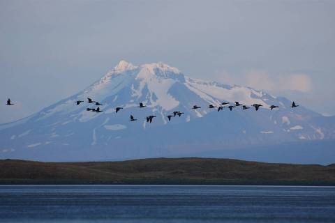 With Mount Dutton as the backdrop, brant geese fly at sunset in the Izembek National Wildlife R ...