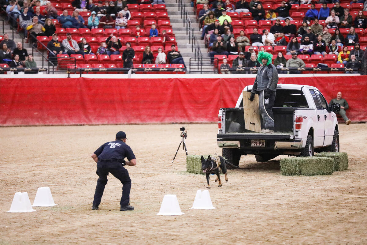 Miguel Rodriguez, a K-9 officer with West Jordan, guides his dog Harley during the handler prot ...